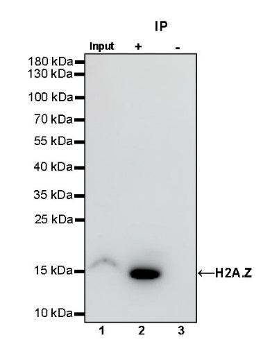 H2A.Z Recombinant Rabbit mAb (S-863-148)