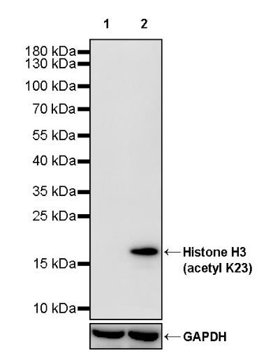 Histone H3 (acetyl K23) Recombinant Rabbit mAb (S-3321-202)