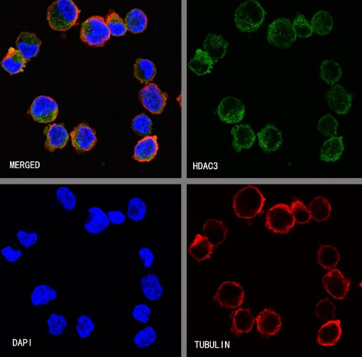 HDAC3 Rabbit Polyclonal Antibody