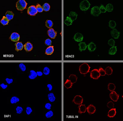HDAC3 Rabbit Polyclonal Antibody