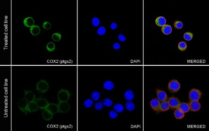 COX2 Recombinant Rabbit mAb (S-870-18)
