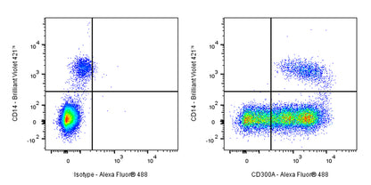 CD300a Rabbit Polyclonal Antibody