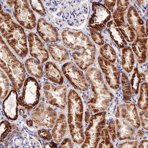 Gstk1 Recombinant Rabbit mAb (S-R341)