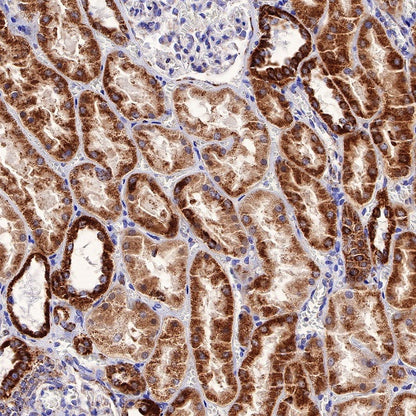 Gstk1 Recombinant Rabbit mAb (S-R341)