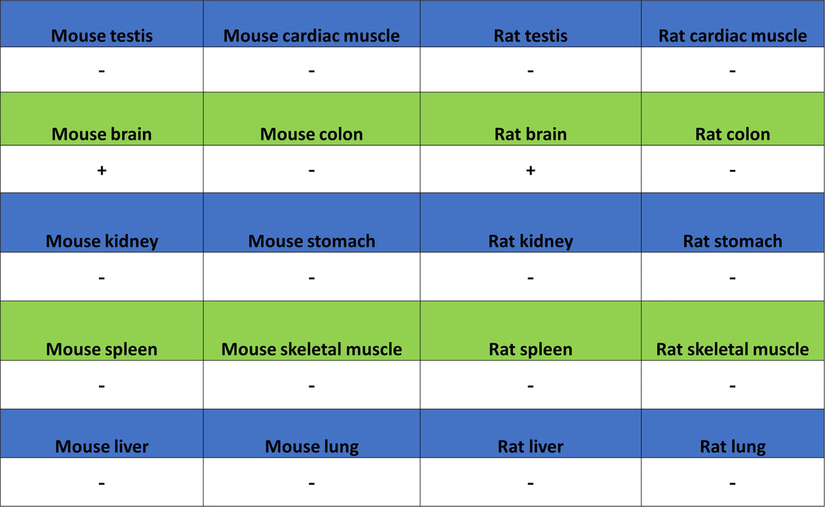 VGLUT2 Recombinant Rabbit mAb (S-4399-14)