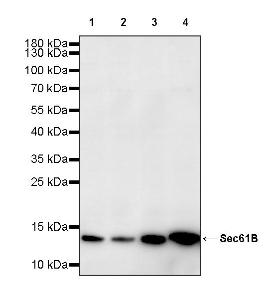 Sec61B Rabbit Polyclonal Antibody