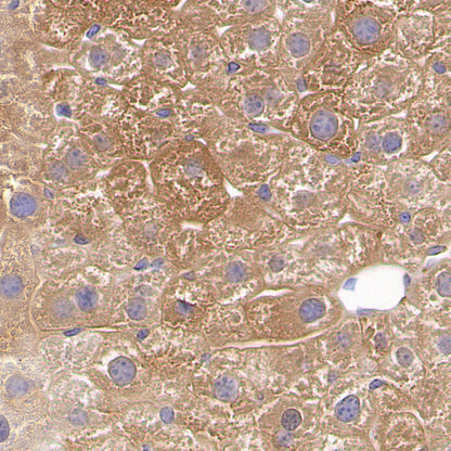 SLC43A2 Recombinant Rabbit mAb (S-4492-33)
