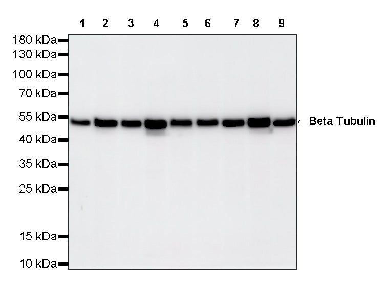 Beta Tubulin Recombinant Mouse mAb (S-5422)