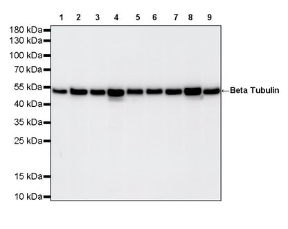 Beta Tubulin Recombinant Mouse mAb (S-5422)