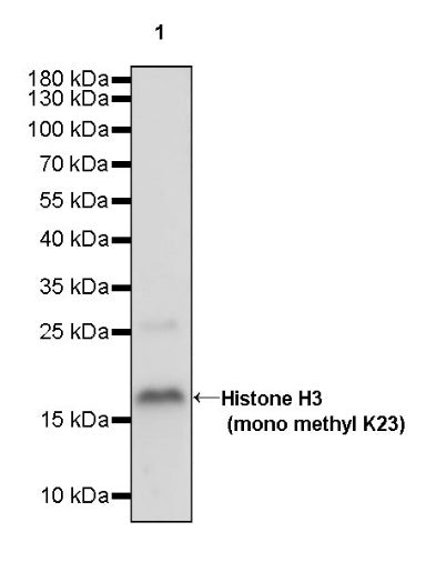 Histone H3 (mono methyl K23) Recombinant Rabbit mAb (S-R413)