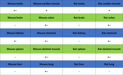 CHCHD2 Recombinant Rabbit mAb (S-4107-30)