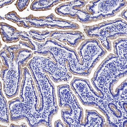 MUC17 Recombinant Rabbit mAb (SDT-3951-56)