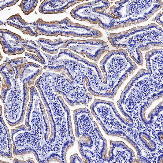 MUC17 Recombinant Rabbit mAb (SDT-3951-56)