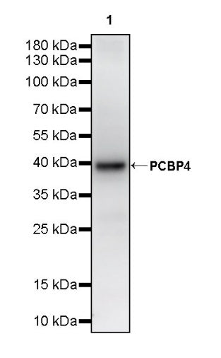 PCBP4 Recombinant Rabbit mAb (S-3107-175)