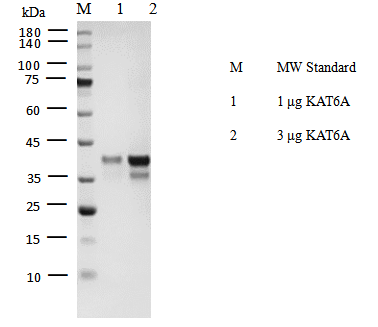 KAT6A Protein, Human