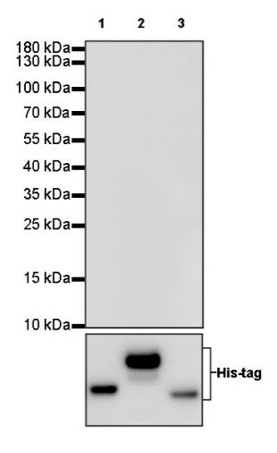 Human IgG1 F(c) Recombinant Rabbit mAb (S-447-20)