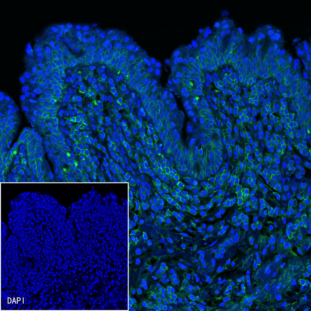 CD44 Mouse mAb (Alexa Fluor® 488 Conjugate) (S-630-174)