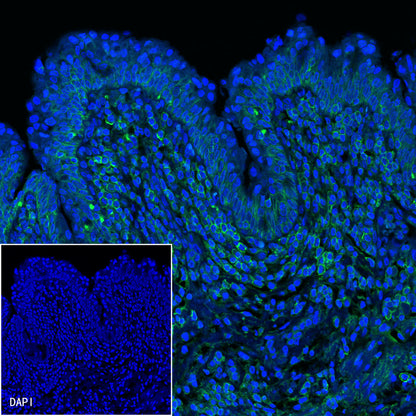 CD44 Mouse mAb (Alexa Fluor® 488 Conjugate) (S-630-174)