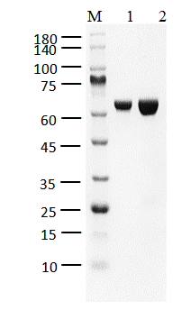 FGFR4 Protein