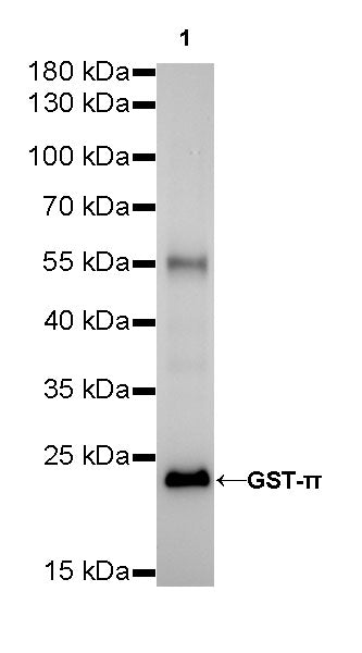 GST-π Recombinant Rabbit mAb (SDT-R054)