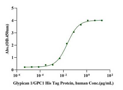 Glypican 1/GPC1 His Tag Protein, Human