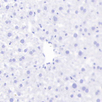 PITX2 Recombinant Rabbit mAb (S-4009-54)