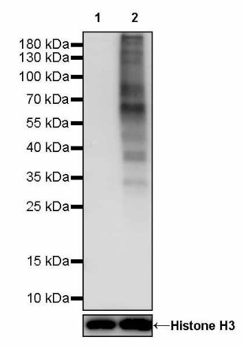 Phospho-Akt Substrate (RXXS*/T*) Recombinant Rabbit mAb (S-2669-104)