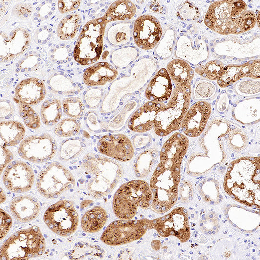 Napsin A Recombinant Mouse mAb,PBS Only (SDT-4204)