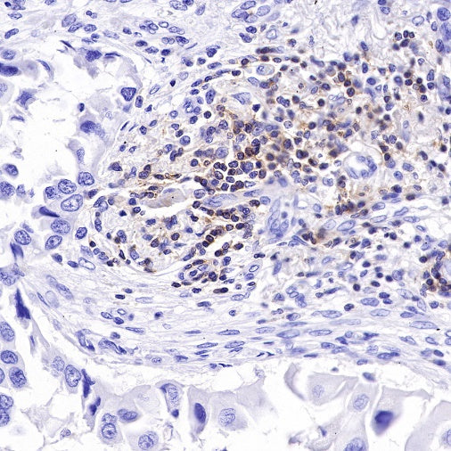CD48 Recombinant Rabbit mAb (S-R265)