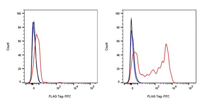 FLAG Tag Recombinant Rabbit mAb (FITC Conjugate) (S-589-8)