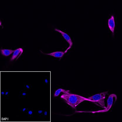 Biotin Recombinant Rabbit mAb (Alexa Fluor® 647 Conjugate) (S-3083)