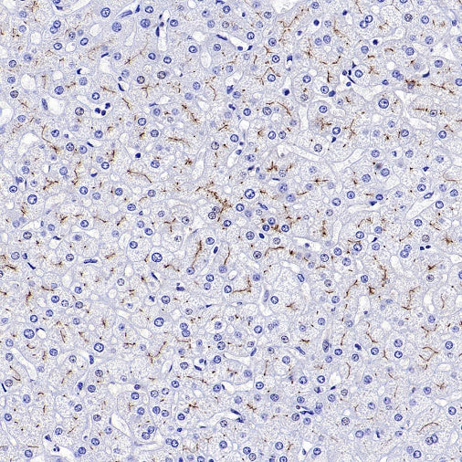 DPP4 Recombinant Rabbit mAb (S-1631-130)