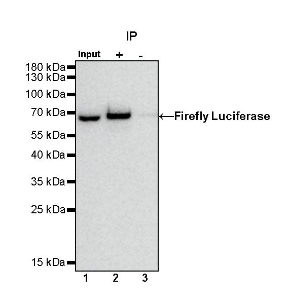 Firefly Luciferase Rabbit Polyclonal Antibody