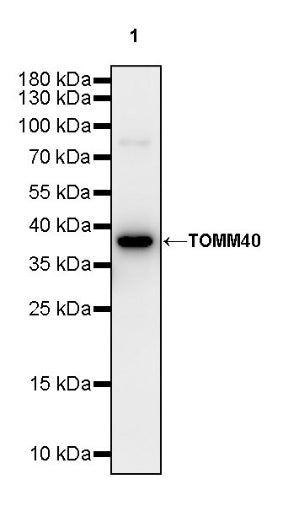 TOMM40 Rabbit Polyclonal Antibody
