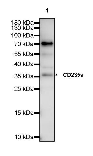 CD235a Recombinant Rabbit mAb (S-3088-3)