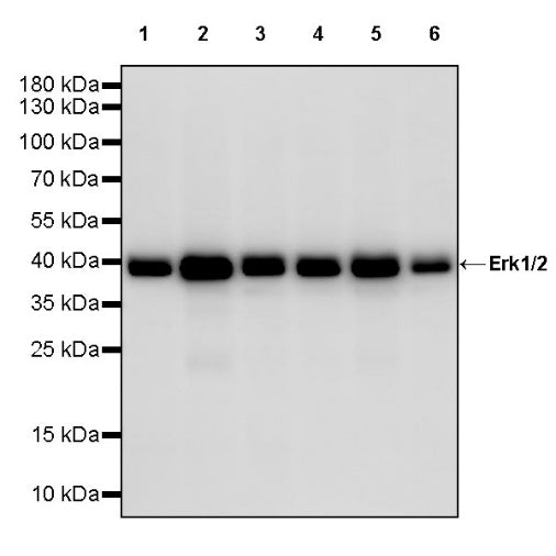 Erk1/2 Recombinant Rabbit mAb (S-3178)