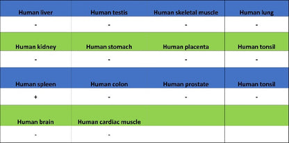 TGF beta 1 Recombinant Rabbit mAb (S-3204)
