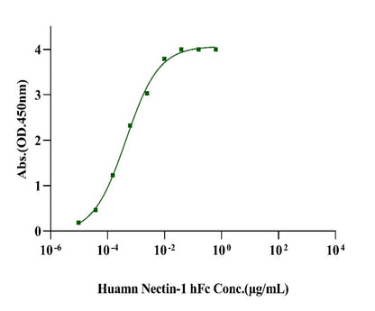 Envelope Glycoprotein D (gD) His Tag Protein, HSV-2 (strain 333)