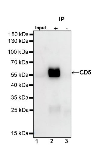 CD5 Rabbit Polyclonal Antibody