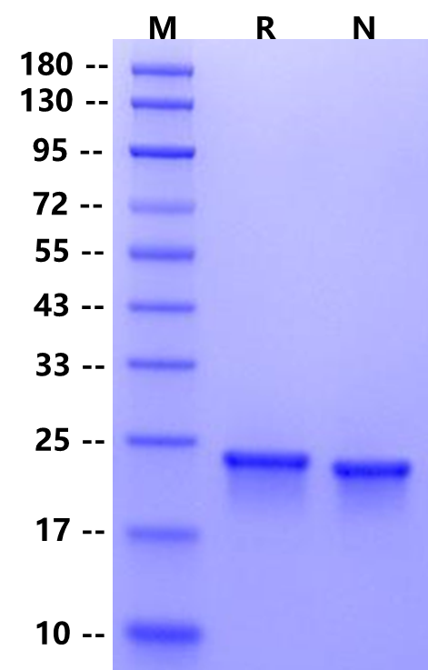 FGF-18 Protein, Mouse