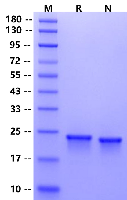 FGF-18 Protein, Mouse