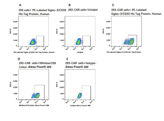 PE-Labeled Siglec-3/CD33 His Tag Protein, Human
