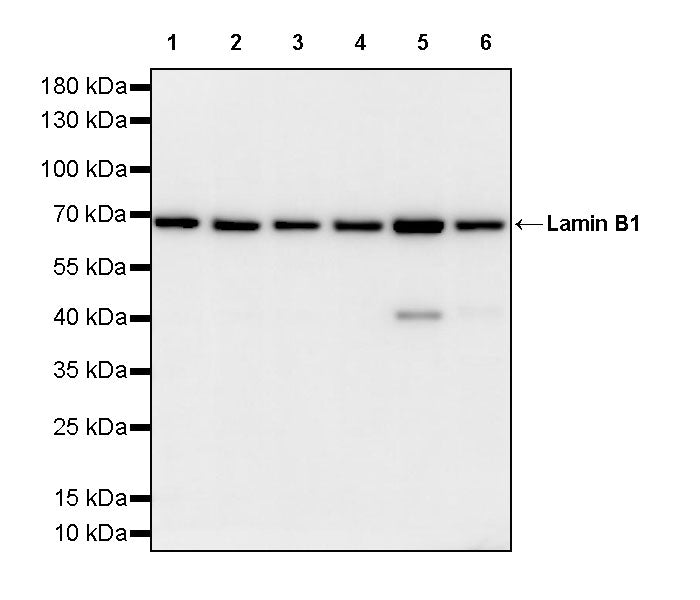 Lamin B1 Recombinant Mouse mAb (S-4865)