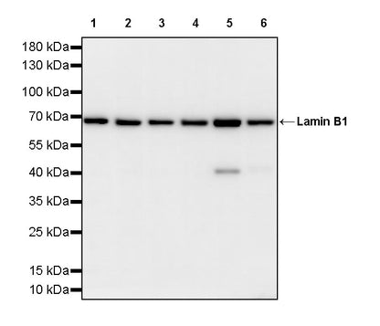 Lamin B1 Recombinant Mouse mAb (S-4865)