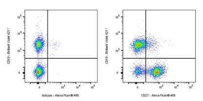 Armenian hamster Anti-Mouse/Rat/Human CD27 Antibody (S-R620)
