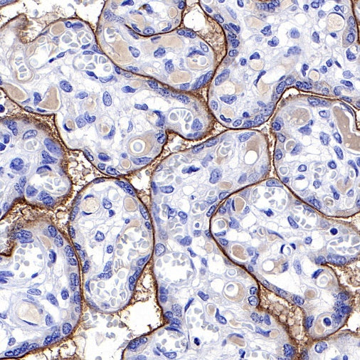S-RMab® PD-L1 Recombinant Rabbit mAb (SDT-119-297)