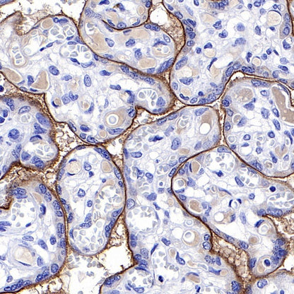S-RMab® PD-L1 Recombinant Rabbit mAb (SDT-119-297)