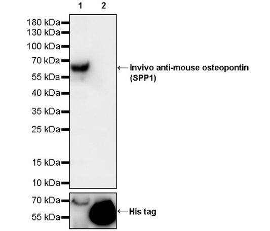 Invivo anti-mouse osteopontin (SPP1) Recombinant mAb
