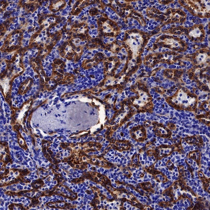 CD36 Recombinant Rabbit mAb,PBS Only (SDT-358-19)