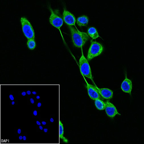 α-tubulin Recombinant Mouse mAb (FITC Conjugate) (S-364-23HL)